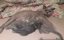 British Shorthair cats for sale: Beautiful Lilac boys - Image 10