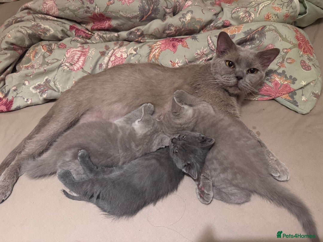 British Shorthair cats for sale: Beautiful Lilac boys - Image 10