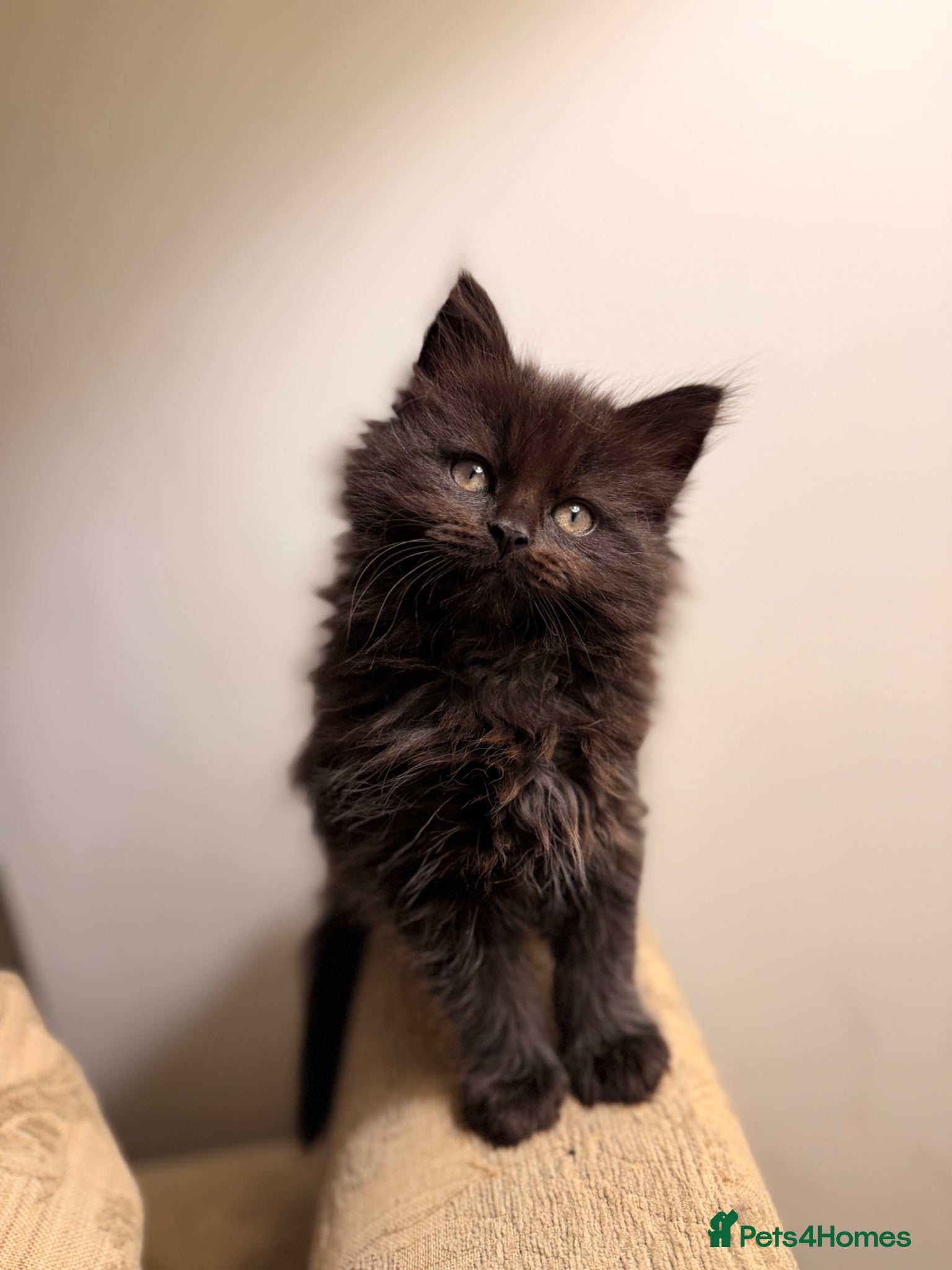 Ragcoon cats READY TO LEAVE NOW!! 3 FEMALE RAGCOON KITTENS - Advert 6