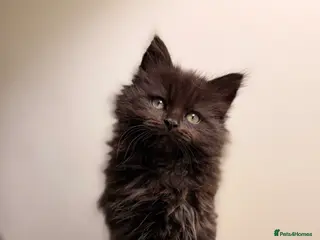 Ragcoon cats READY TO LEAVE NOW!! 3 FEMALE RAGCOON KITTENS - Advert 6