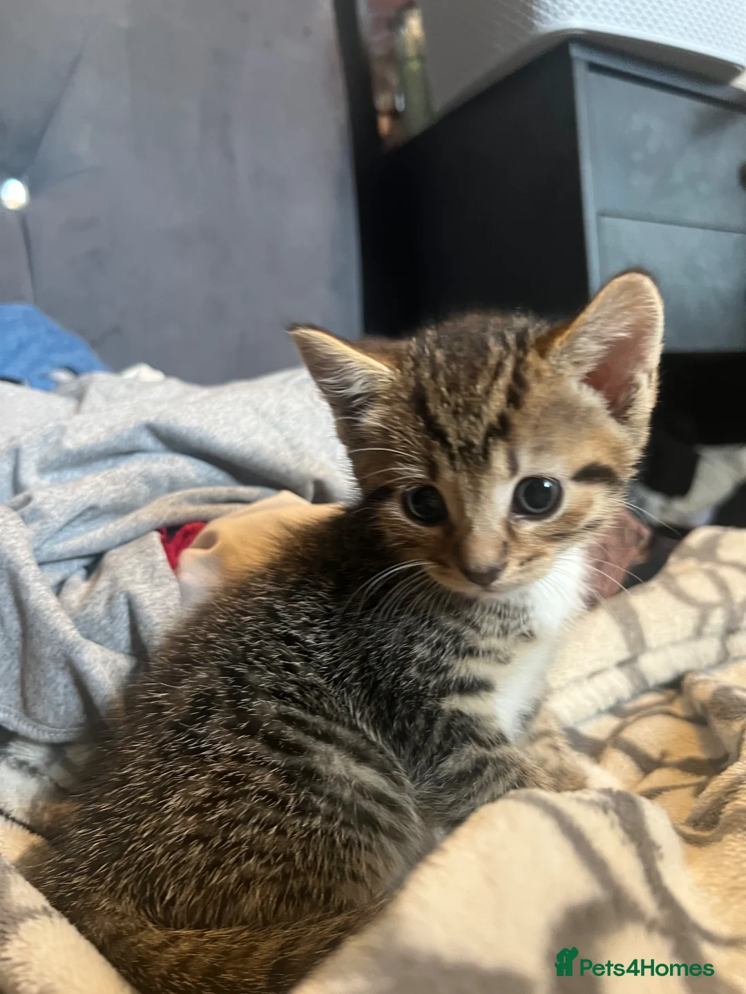 Mixed Breed cats for sale: Kitten  - Advert 1