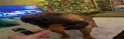 Mixed Breed dogs for sale: Rocky (mastiff x staff)  - Advert 22