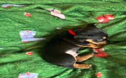 Miniature Dachshund dogs for sale: Dachshund x Jack Russell puppies (Jackshund) - Image 5