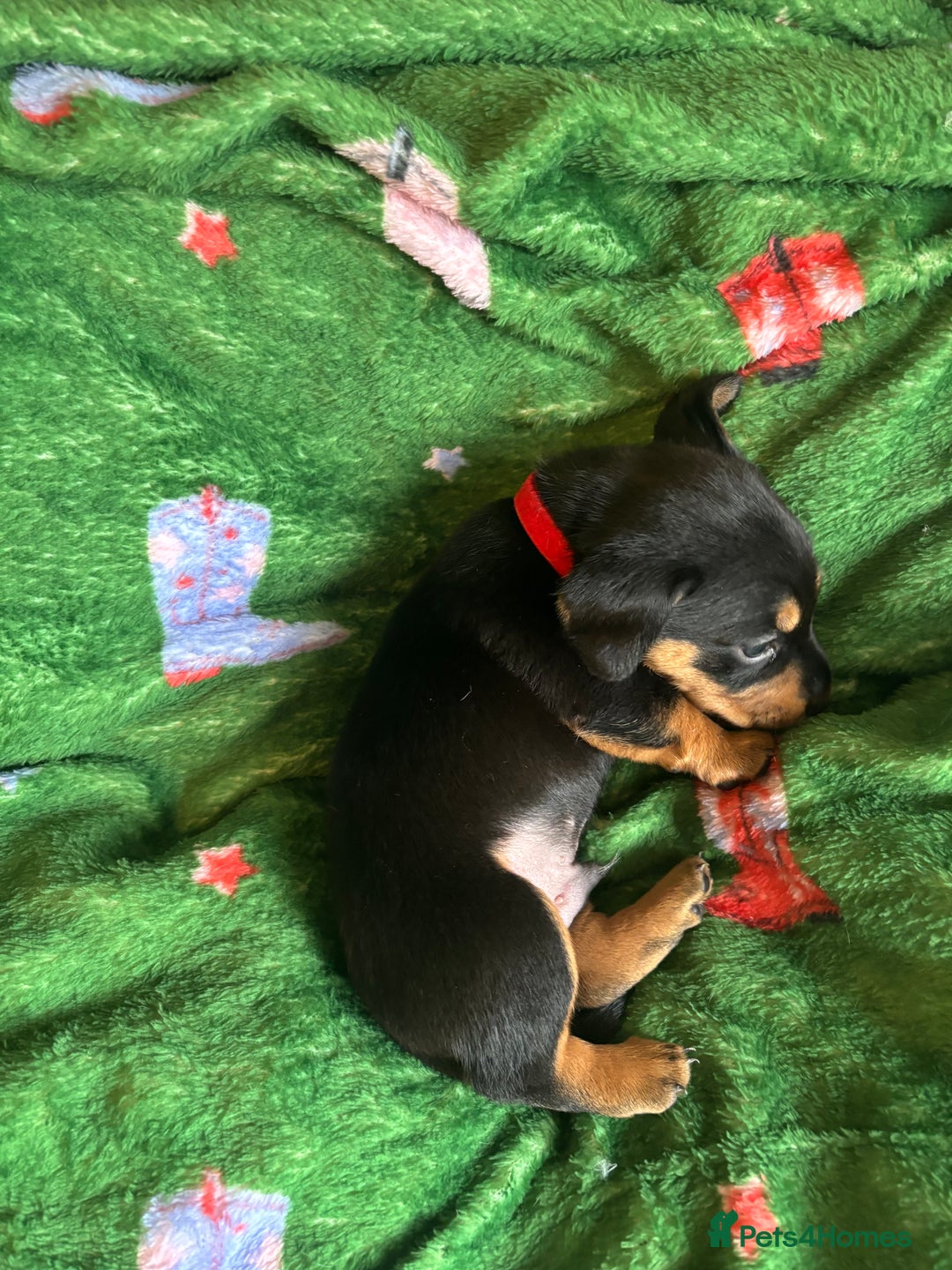 Miniature Dachshund dogs for sale: Dachshund x Jack Russell puppies (Jackshund) - Image 5