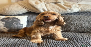Cocker Spaniel dogs - Advert 4