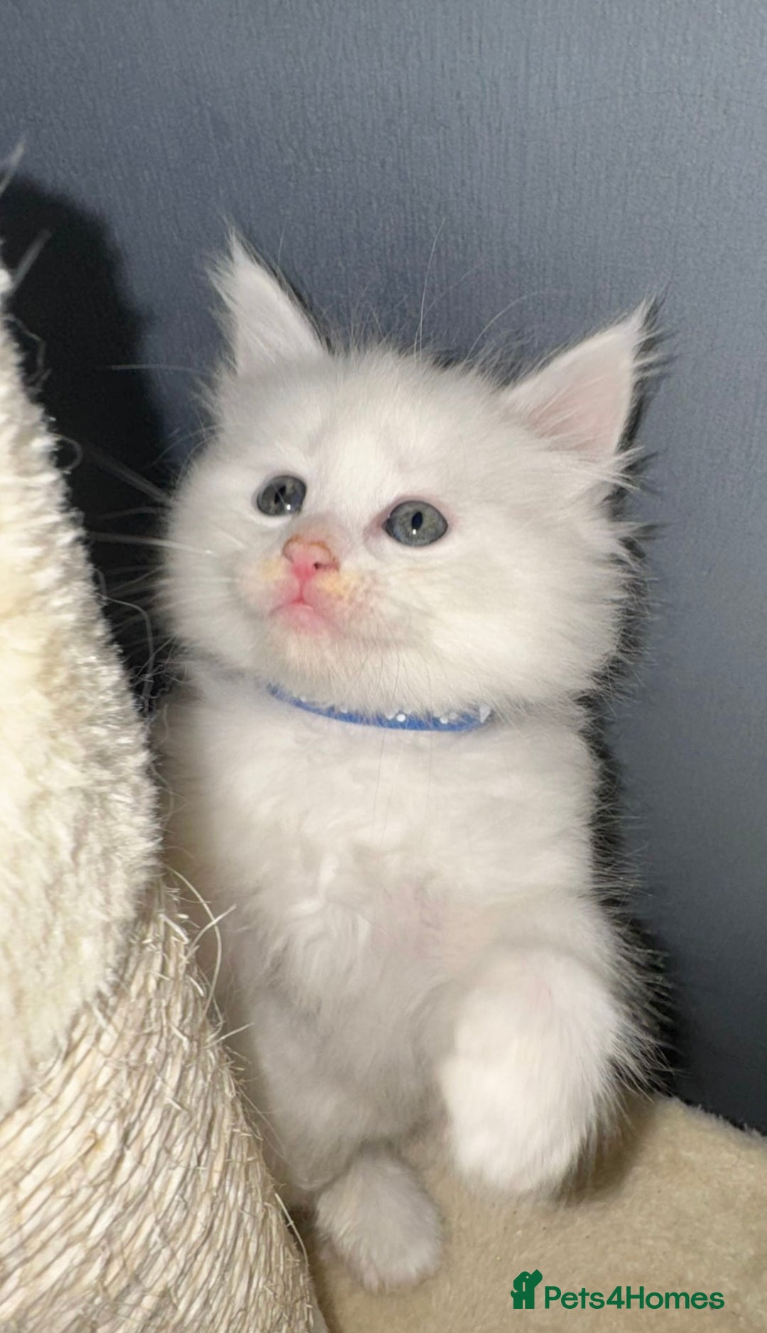 Mixed Breed cats for sale: Stunning Ragdoll x Maine Coon Kittens - Advert 21