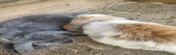 French Lop rabbits for sale: Giant french lops  - Advert 9