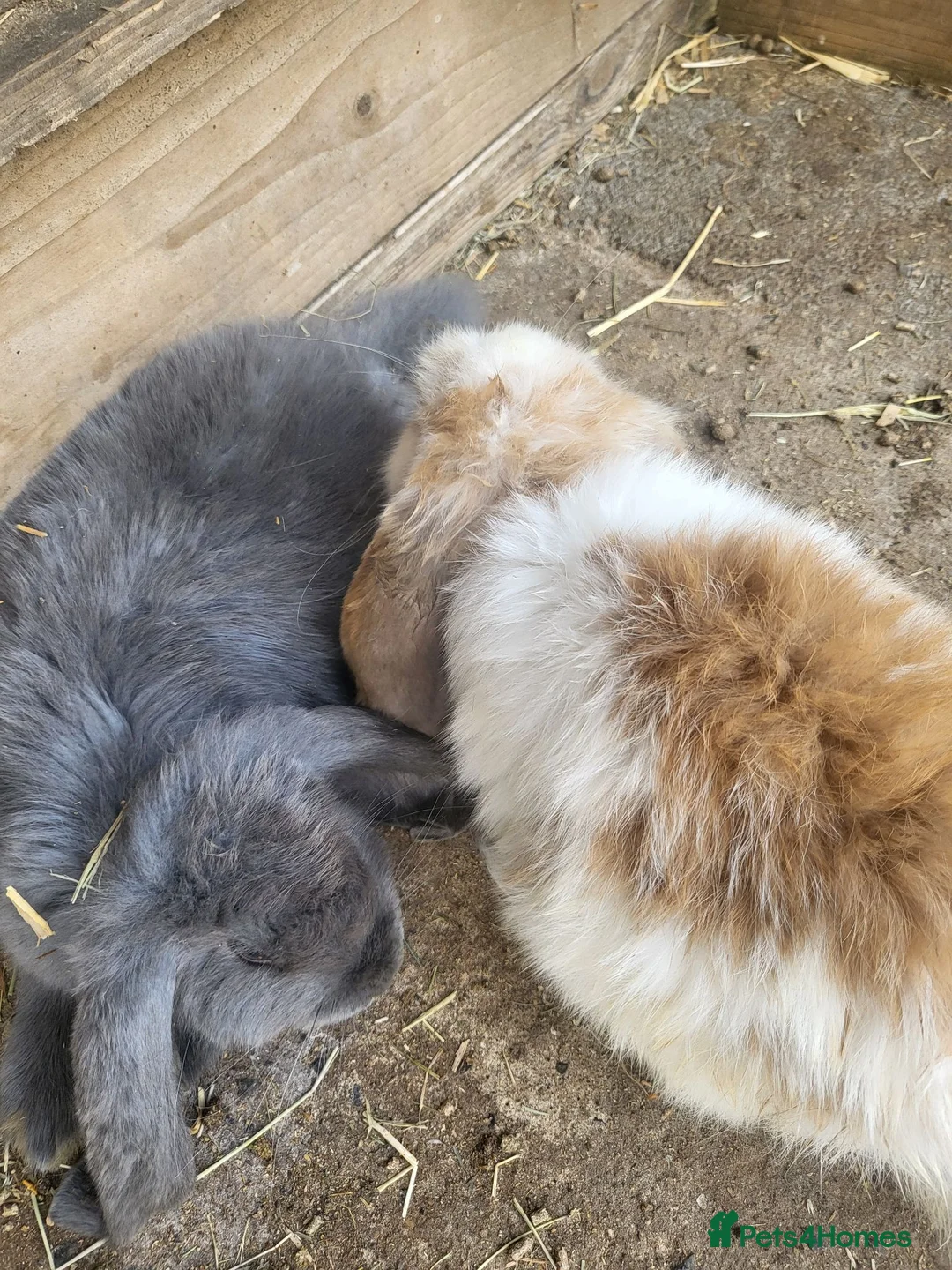 French Lop rabbits for sale: Giant french lops  - Advert 9