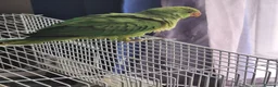 Ringnecks birds for sale: 2 baby ringnecks for sale - Advert 4