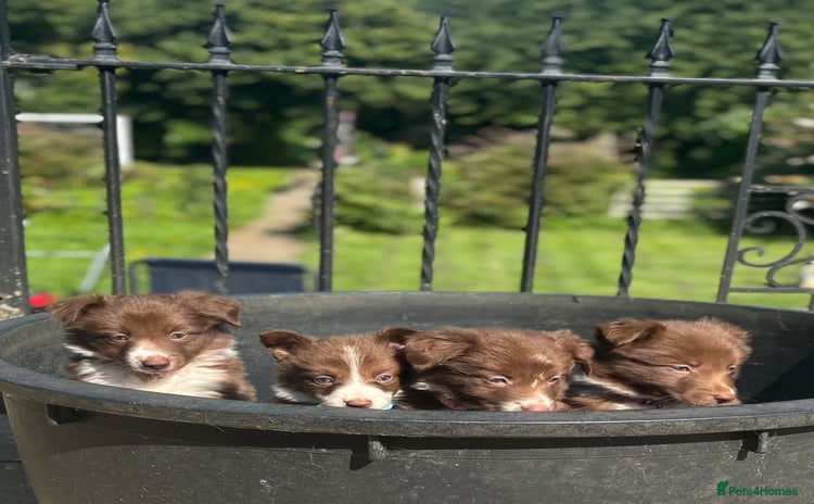 Border Collie dogs - Advert 3