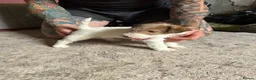 Fox Terrier dogs for sale: Pedigree Wire Haired Fox Terrier puppies for sale - Advert 8