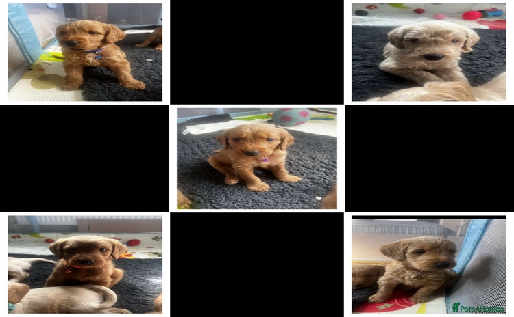 Labradoodle dogs - Advert 1