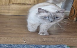 Ragdoll cats for sale: Adorable ragdoll kittens  - Image 14