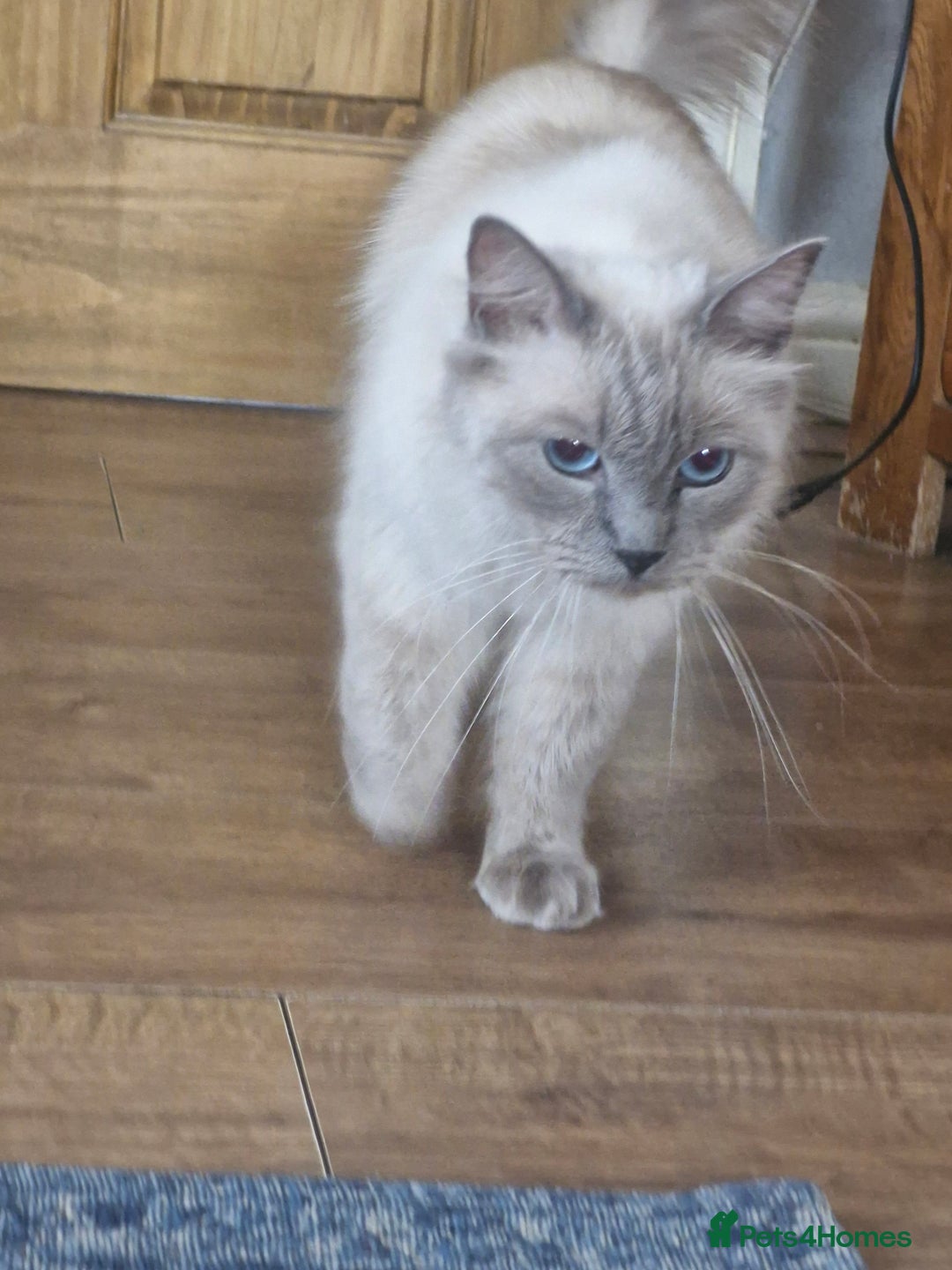 Ragdoll cats for sale: Adorable ragdoll kittens  - Image 14
