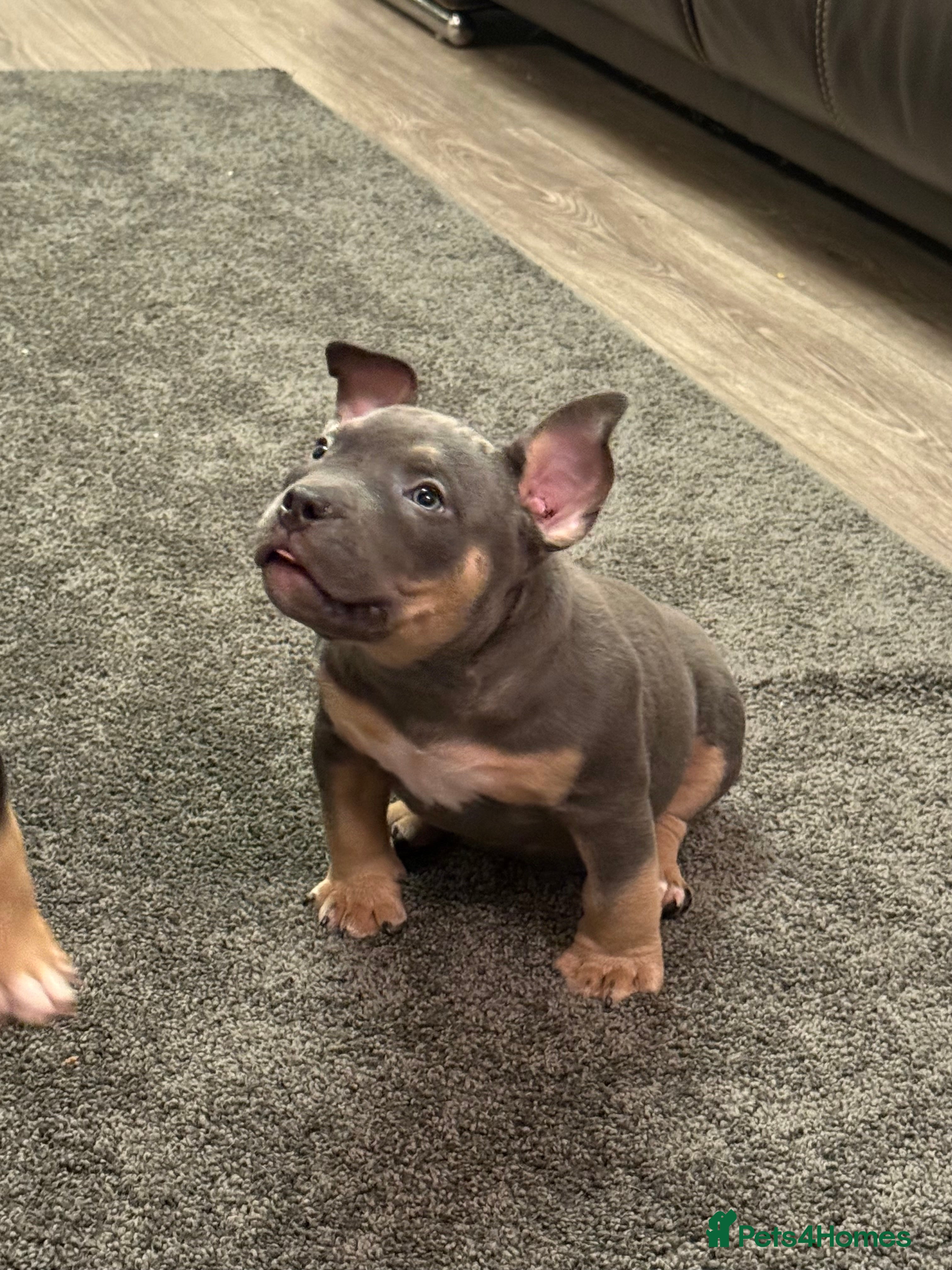 American Bully dogs Pocket Bully Puppies Ready to leave.  - Advert 1