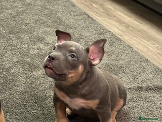 American Bully dogs Pocket Bully Puppies Ready to leave. - Advert 2