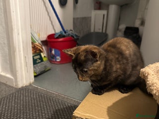 British Shorthair cats - Advert 6