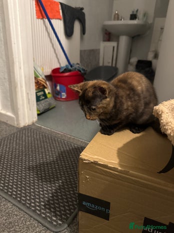 British Shorthair cats - Advert 7