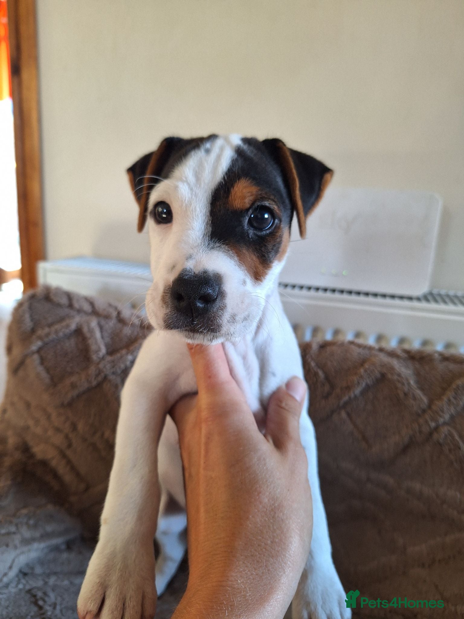 Jack Russell dogs Jack Russell Terrier Puppies for Sale - Advert 1