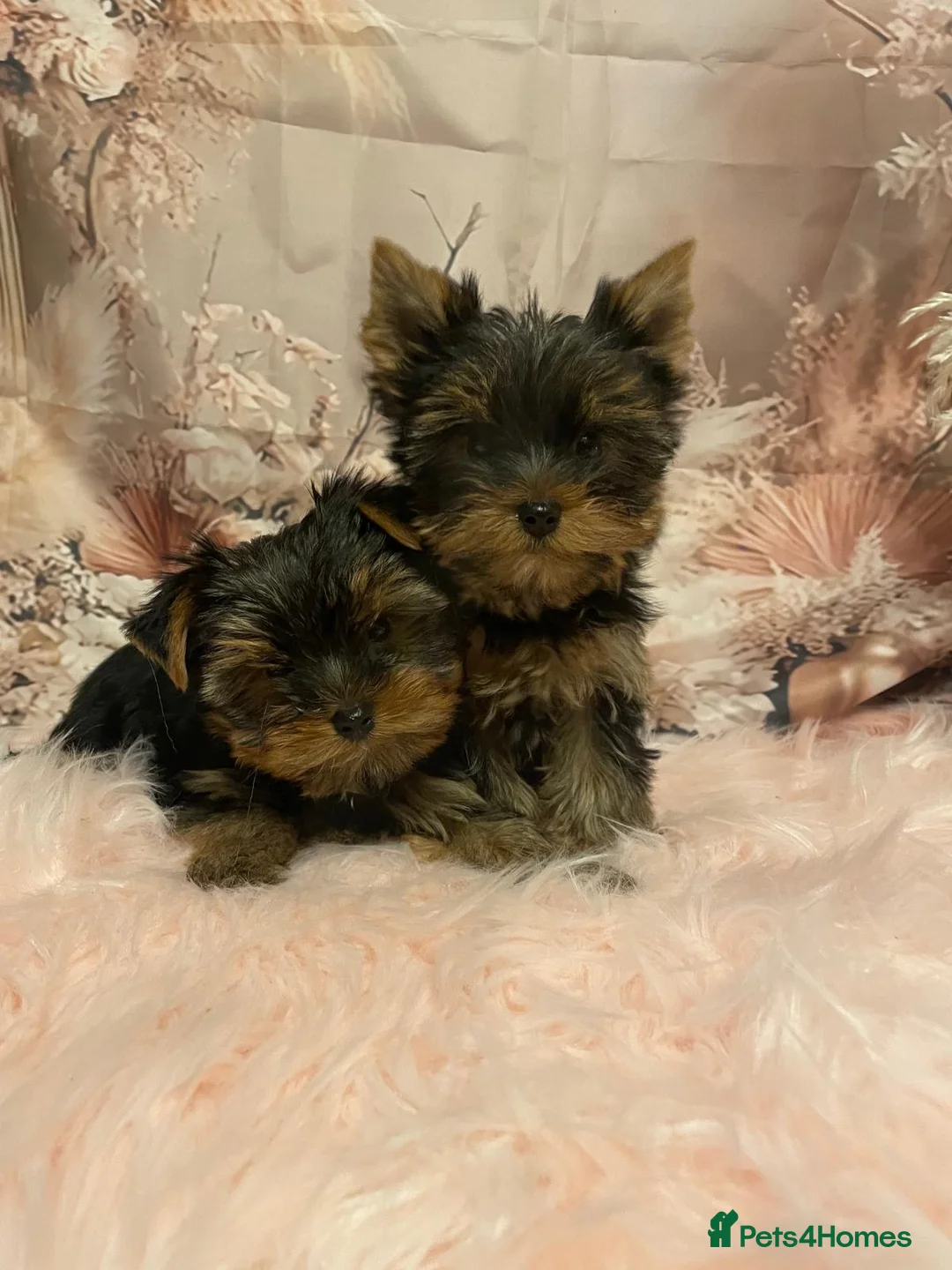 Yorkshire Terrier dogs for sale: Left one beautiful boy❤️ - Advert 21