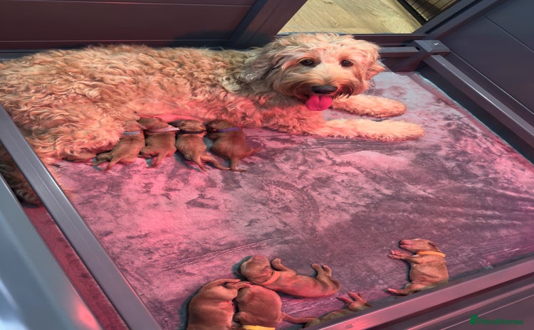 Australian Labradoodle dogs - Advert 3