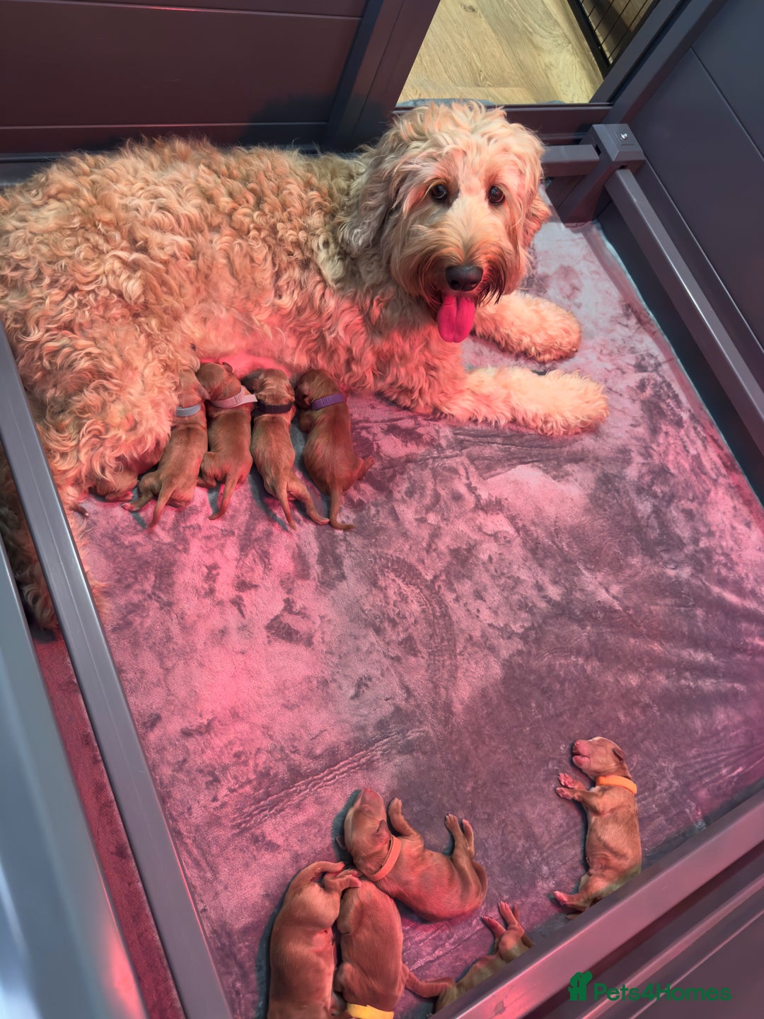 Australian Labradoodle dogs for sale: ✨ Superior Australian Labradoodles - Image 1