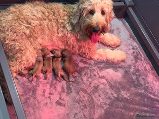 Australian Labradoodle dogs - Advert 9