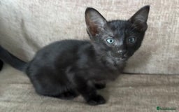 Serengeti cats for sale: Handsome tica reg black smoke male  - Image 8