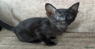 Serengeti cats - Advert 8