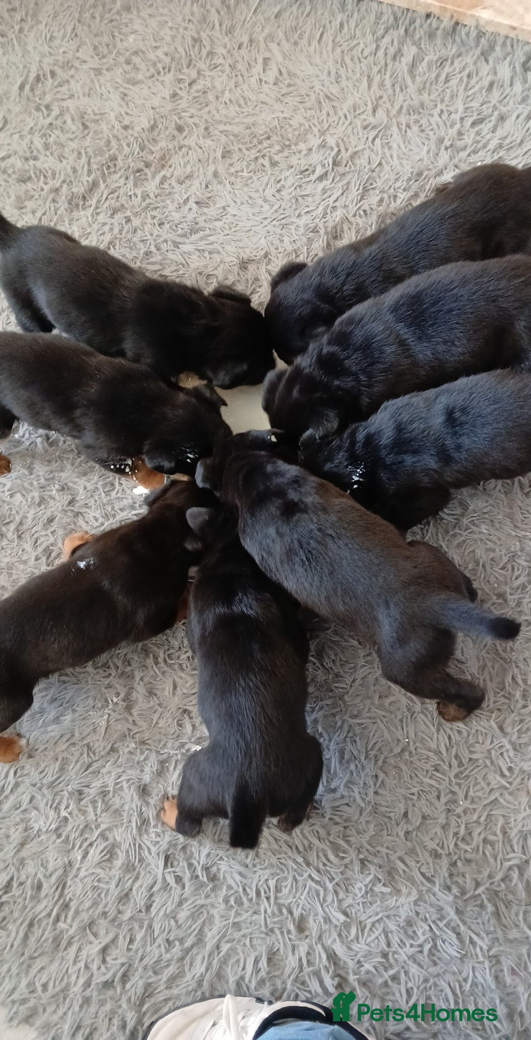 Mixed Breed dogs for sale: Husky X staffy crossed Rottweiler  - Advert 11