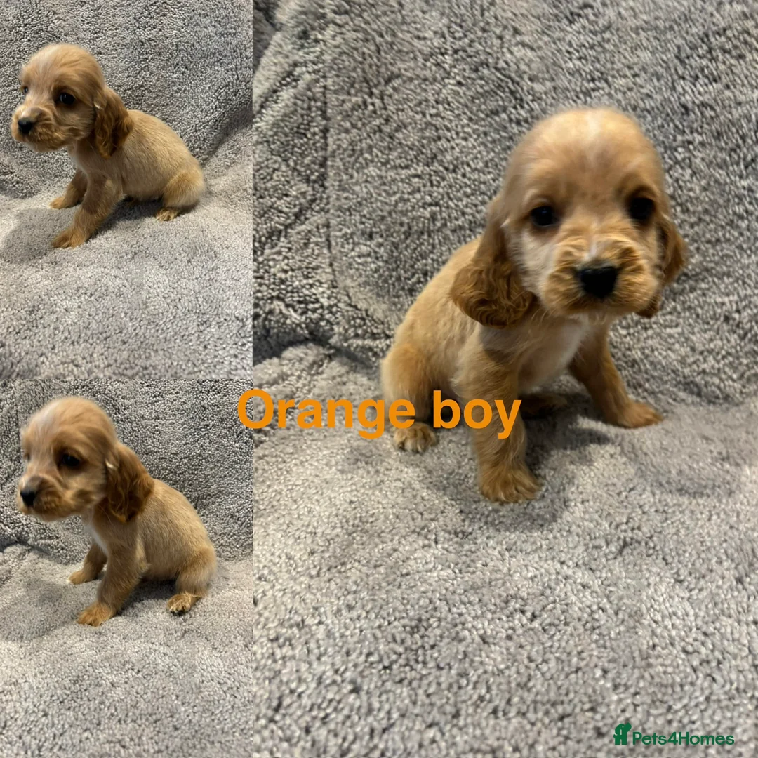Cocker Spaniel dogs for sale: Beautiful show type cocker spaniel puppys - Advert 6