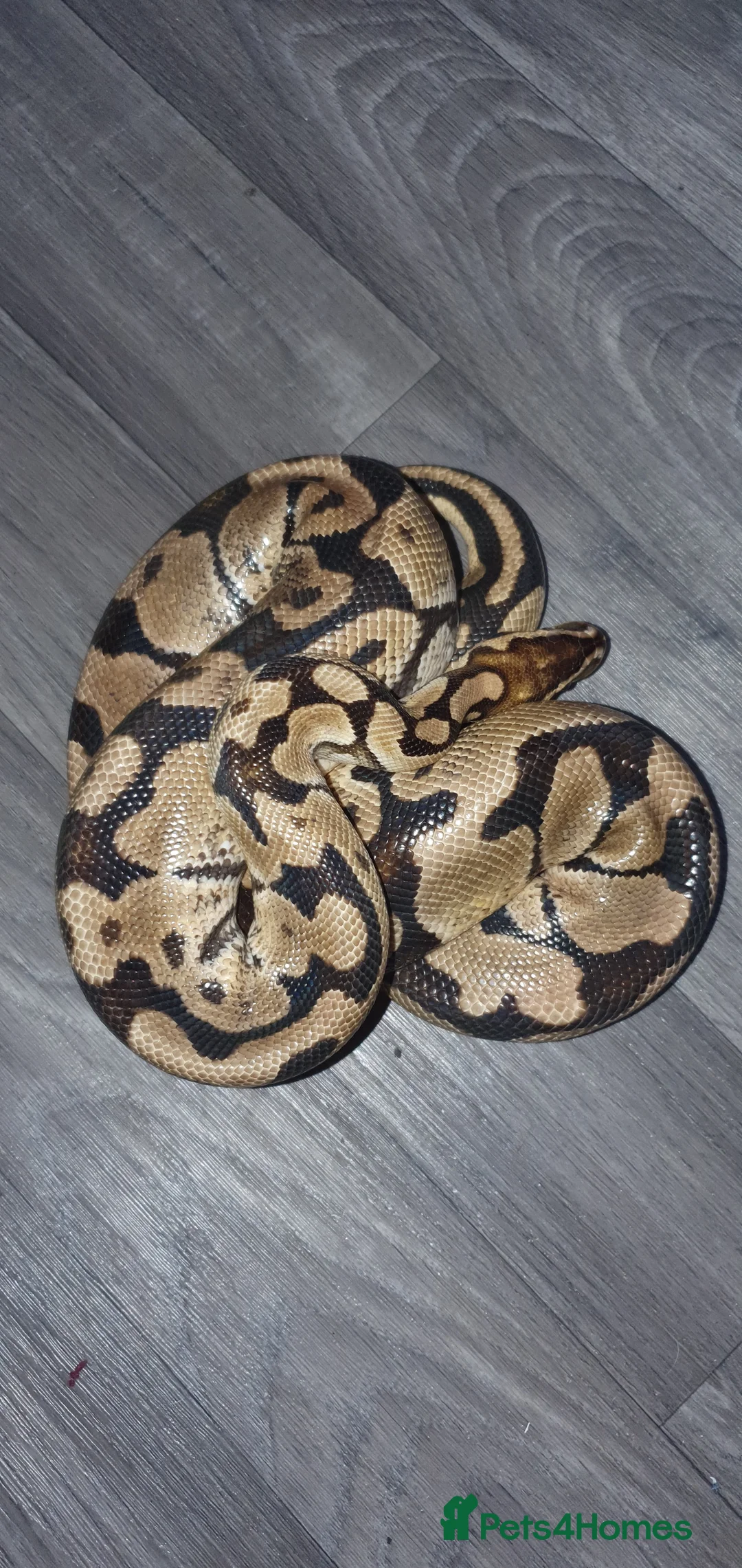 Python Snake reptiles for sale: Large pastel male  - Advert 2