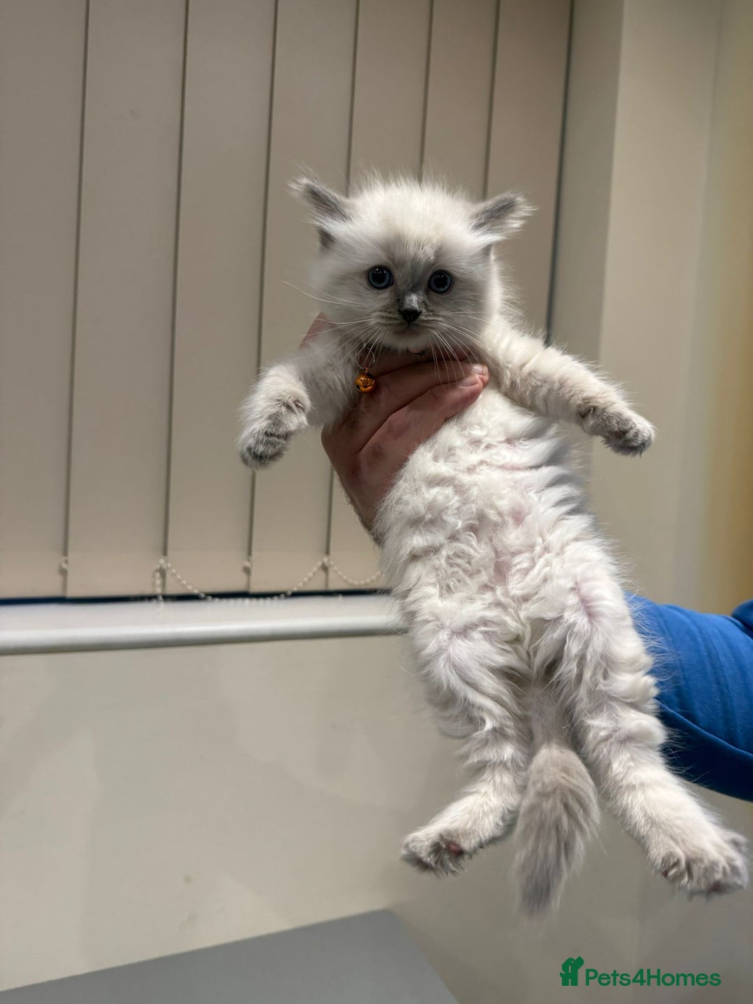 Ragdoll cats for sale: Adorable Pure Ragdoll Kittens - Advert 30
