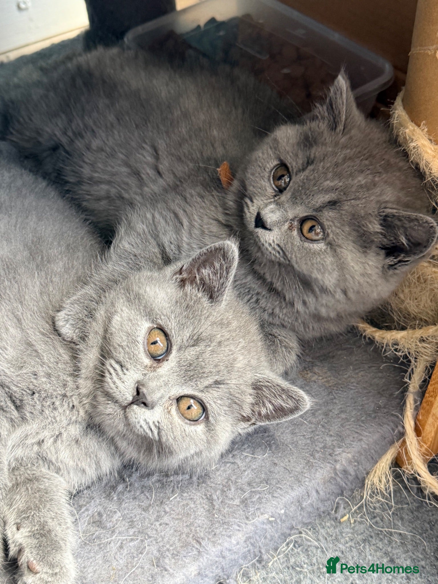 British Shorthair cats 2 Beautiful BSH Ready to Leave - GCCF Registered - Advert 2
