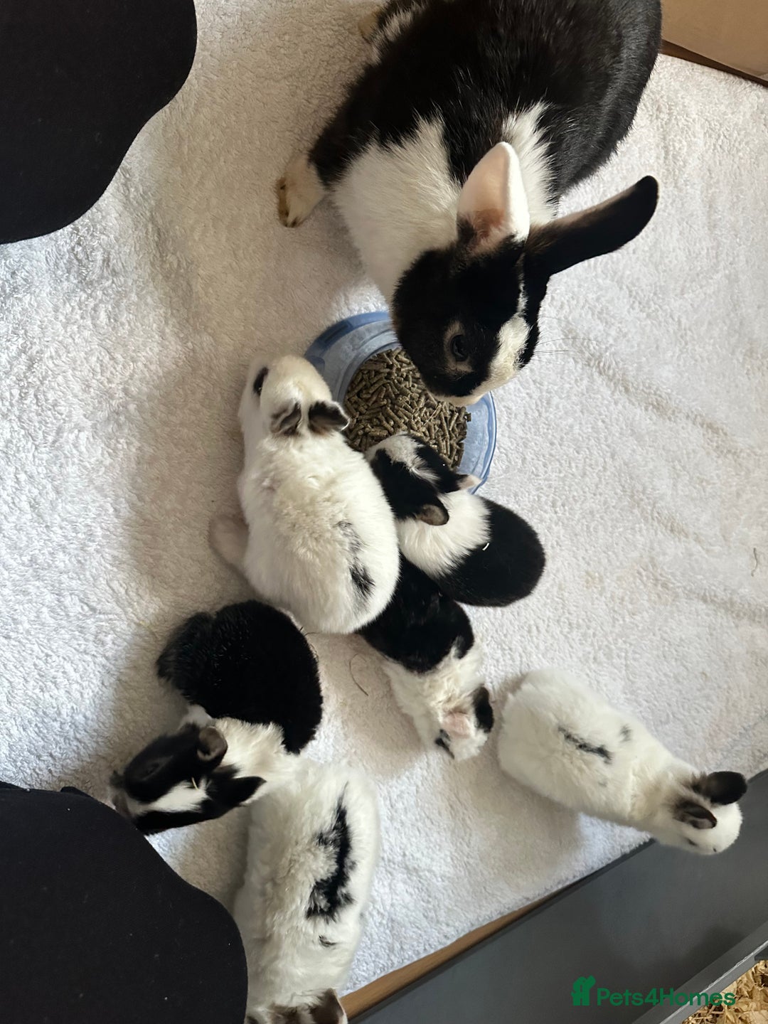 Mixed Breed rabbits for sale: 6 bunnies  - Advert 5