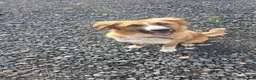 Mixed Breed dogs for sale: Rare Highland Sheppard Puppies Alabai Cross  - Advert 3