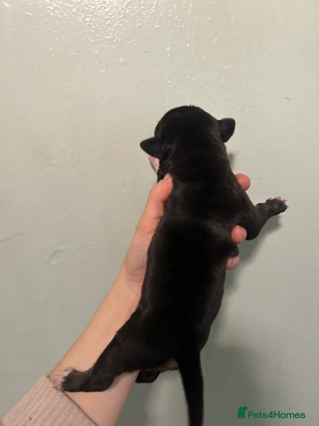 Staffordshire Bull Terrier dogs for sale: Staffordshire bull terrier puppies  - Advert 7