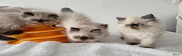 Persian cats for sale: Persian Himalayan Kittens - Advert 7