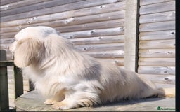 Miniature Dachshund dogs for sale: Stunning KC Reg Clear Cream Mini Dachshunds   - Image 15