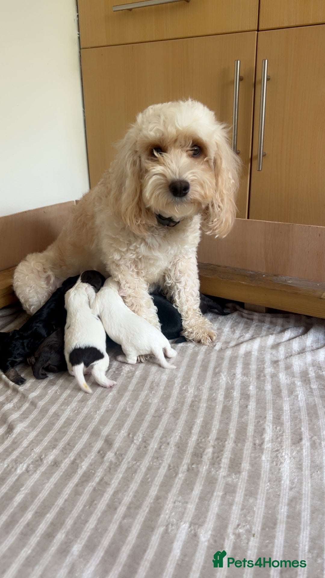 Cockapoo dogs for sale: F2 cockapoo only 3 remaining  - Image 11