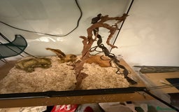 Rat Snake reptiles for sale: Yellow/ Eastern Rat Snake - Image 7