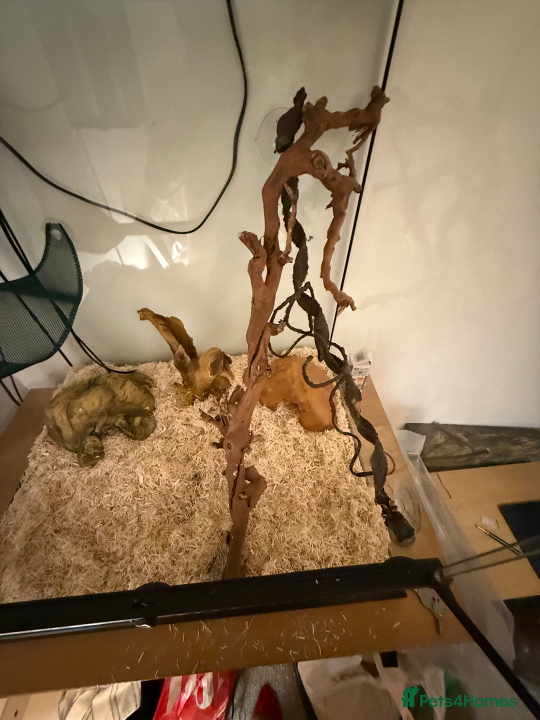 Rat Snake reptiles for sale: Yellow/ Eastern Rat Snake - Image 7