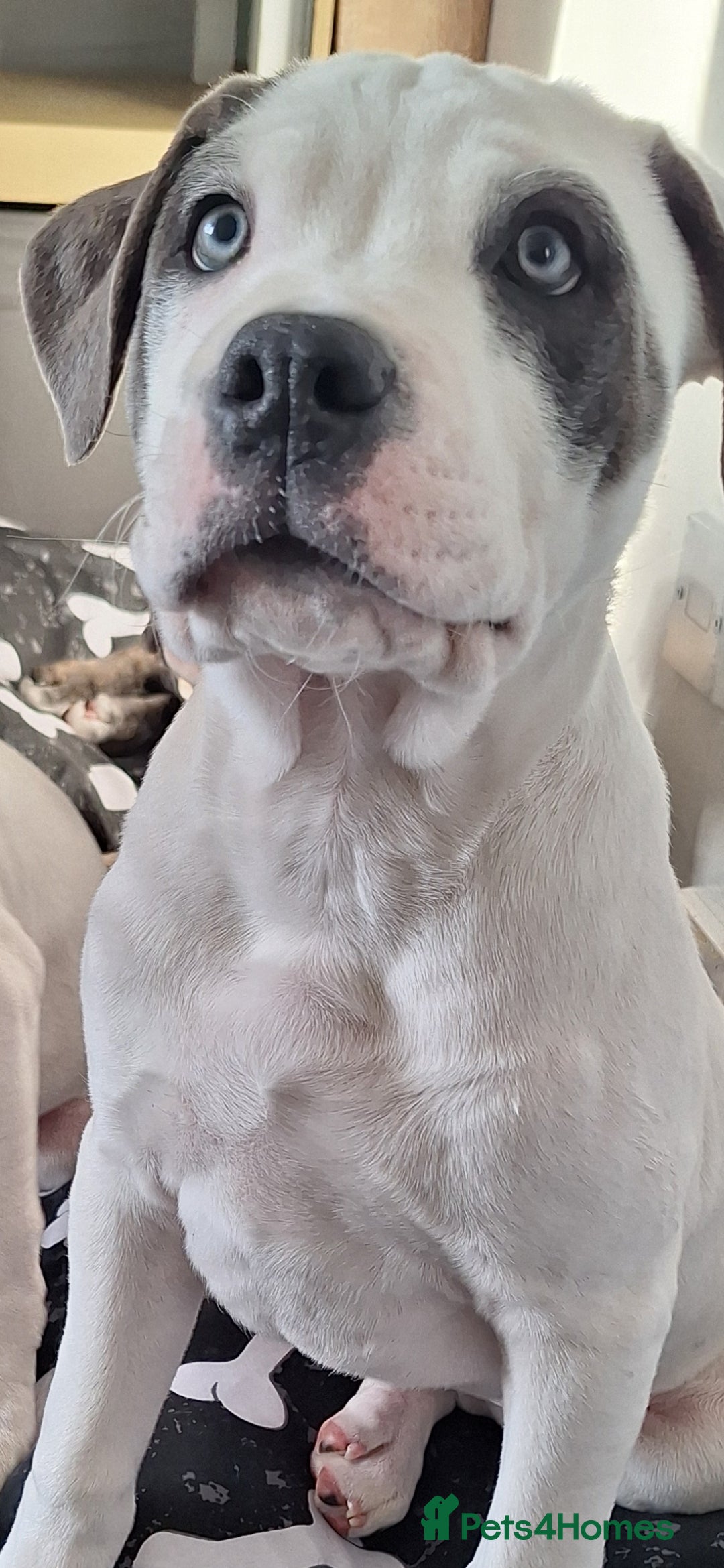 Mixed Breed dogs for sale: 1 year Old staffy×cane corso male  - Advert 6