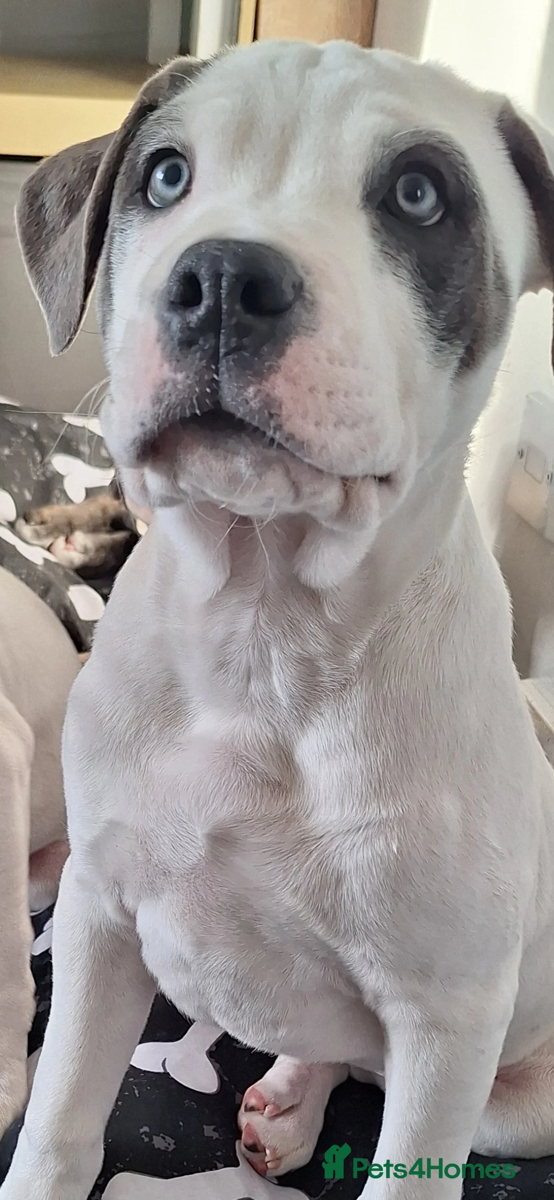 Mixed Breed dogs for sale: 1 year Old staffy×cane corso male  - Advert 6