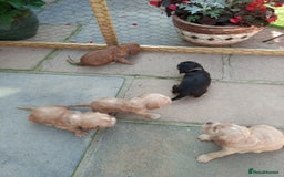 Cocker Spaniel dogs for sale: KC reg show cocker spaniel puppies  - Image 2