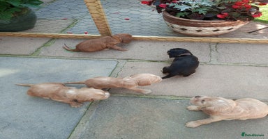Cocker Spaniel dogs - Advert 16
