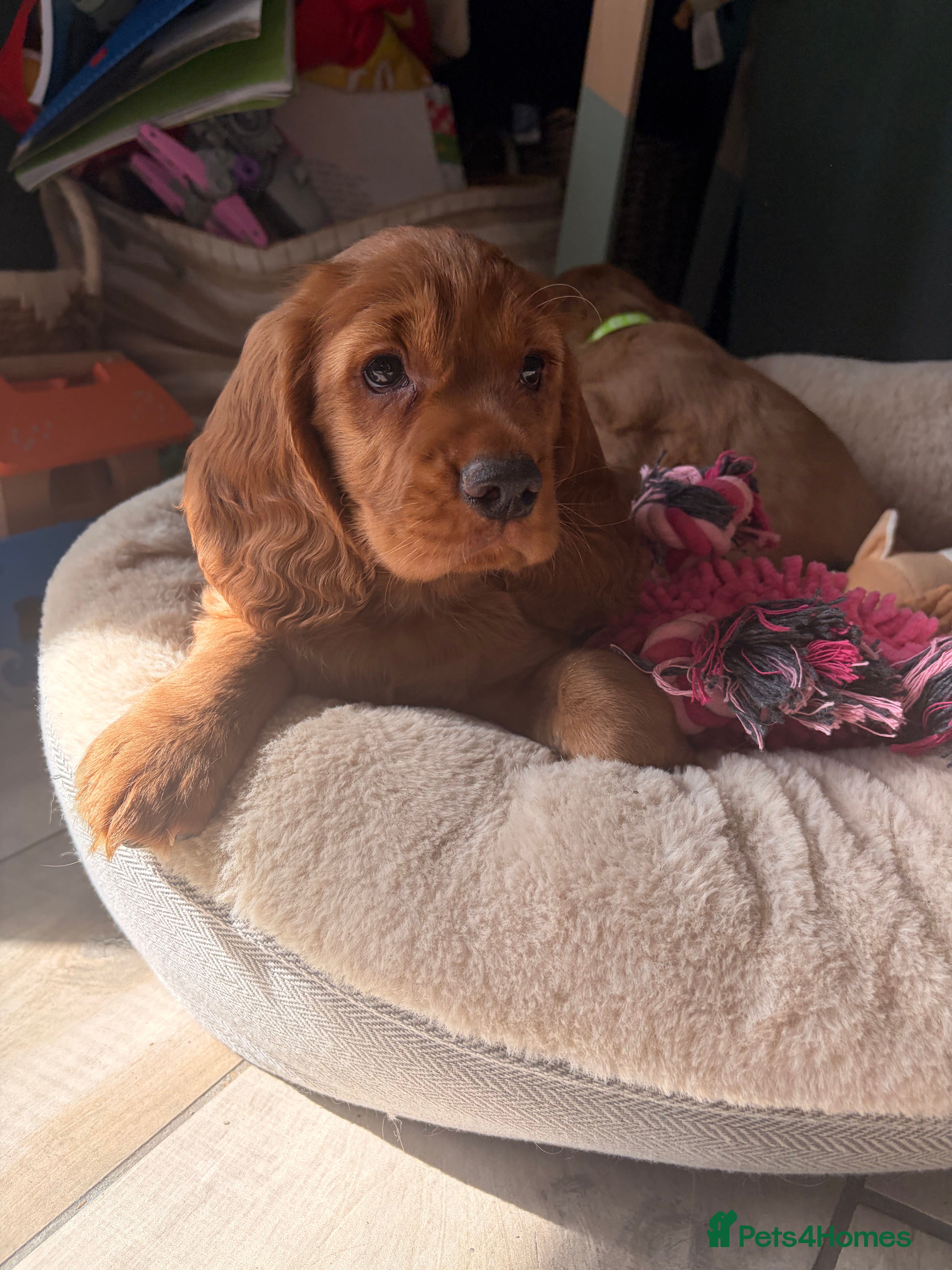 Cocker Spaniel dogs Outsdanding breedline of Working Cocker Spaniels - Advert 2