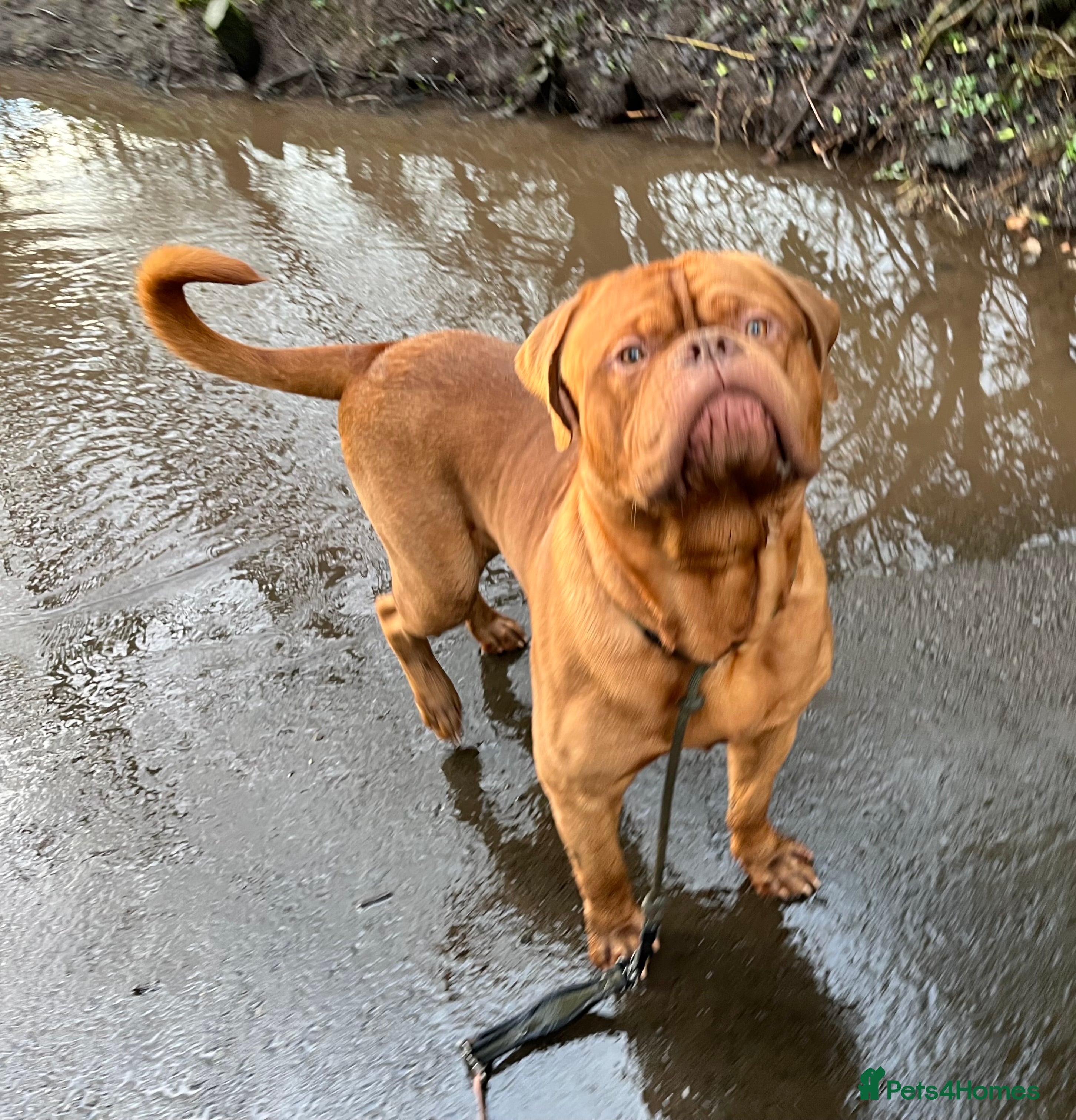 Dogue De Bordeaux dogs Elite KC lines ! Available for Stud  - Advert 2