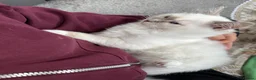 Ragdoll cats for sale: Exceptional rare lilac lynx Ragdoll in Stockport - Advert 9