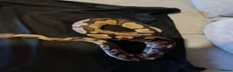 Python Snake reptiles for sale: Stunning Female Royal Python  in Neath - Advert 2
